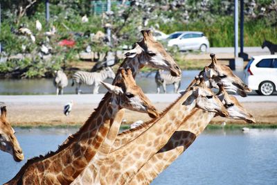 Flock of birds in a water