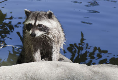 Close-up of raccoon on rock by lake