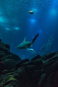 Close-up of fish swimming in sea