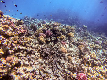High angle view of coral in sea