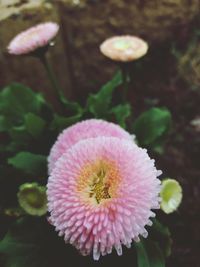 Close-up of pink flower