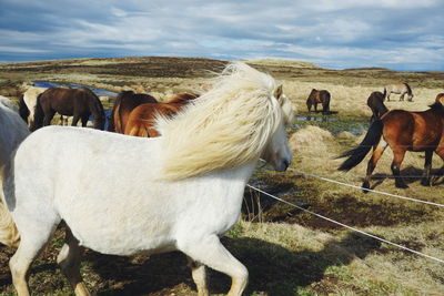 Icelandic horses on field against cloudy sky
