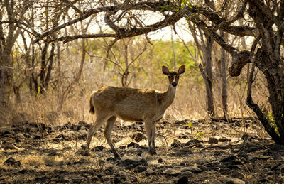 Deer standing in a forest