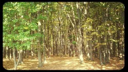 Trees in forest