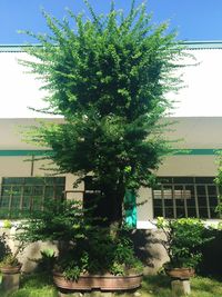 Trees growing against blue sky