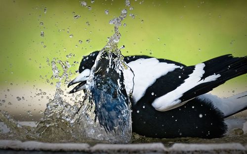 Close-up of bird perching on a lake