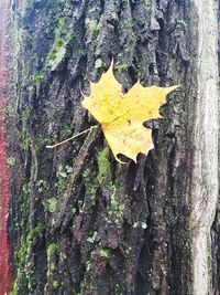 Close-up of yellow maple leaf on tree trunk