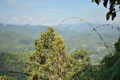 Plants growing on land against sky