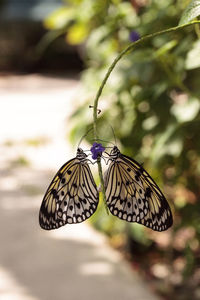 Close-up of butterfly on purple flower