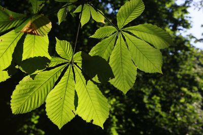 Close-up of green leaves