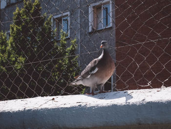 Close-up of bird on retaining wall