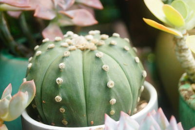 Close-up of succulent plant