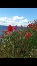 Close-up of red poppy flowers on field against sky