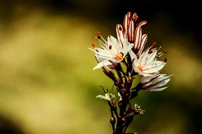 Close-up of flowers blooming outdoors