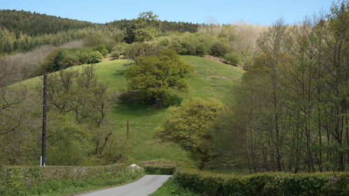 Road amidst trees on field