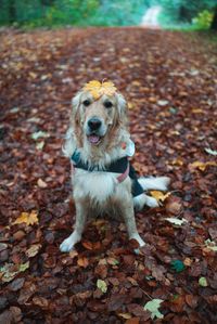 Portrait of dog on ground during autumn
