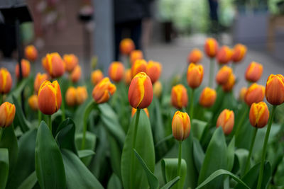 Close-up of orange tulips