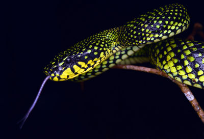 Close-up of lizard on black background