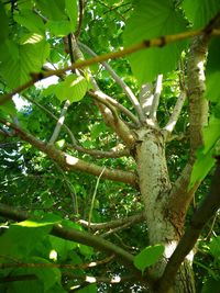 Low angle view of tree