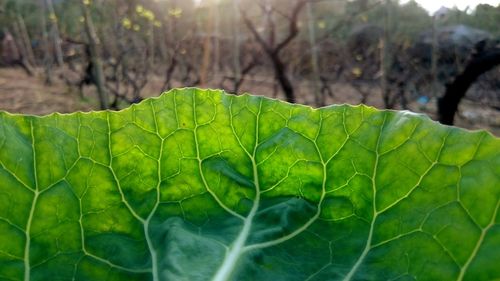 Close-up of leaves