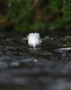 Close-up of white bird on field