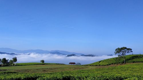 Scenic view of field against sky