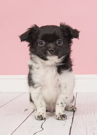 Close-up of puppy