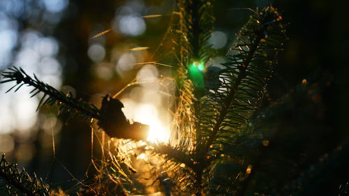 Low angle view of christmas tree at night