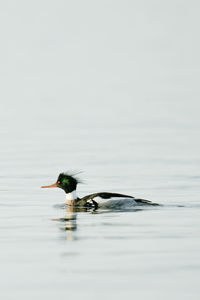 Duck swimming in a lake