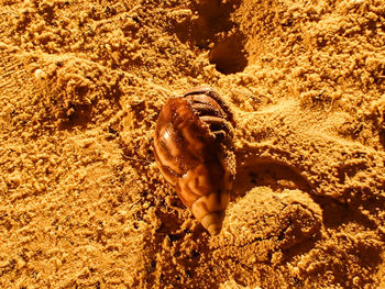 Close-up of crab on sand at beach