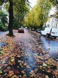 Autumn leaves on road in city