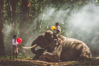 Schoolboys blowing balloons with elephant in forest