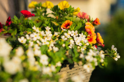 Close-up of flowering plants