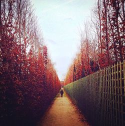 Footpath along bare trees