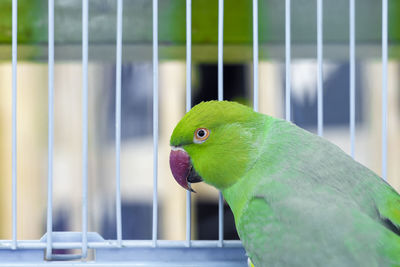 Close-up of parrot in cage