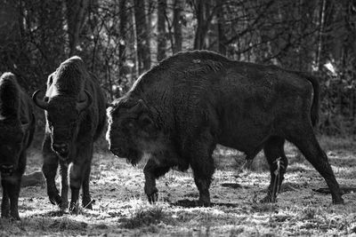 European bison on a clearing in a forest on a frosty winter-morning