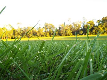 Close-up of grass growing on grassy field