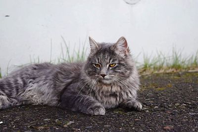 Close-up portrait of cat lying down