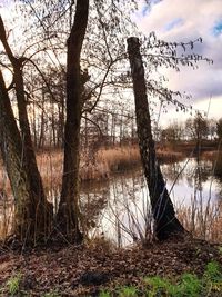 Bare tree by lake against sky in forest