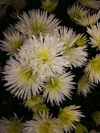 Close-up of flowers