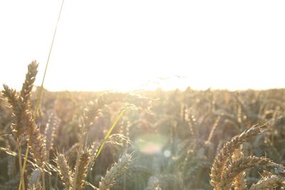 Close-up of plants growing in field