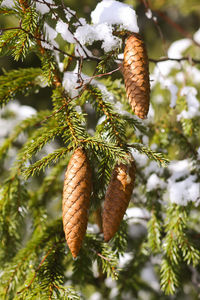 Low angle view of pine tree