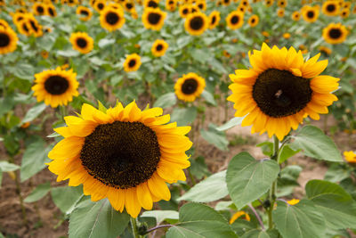 Close-up of sunflowers on flowering plant