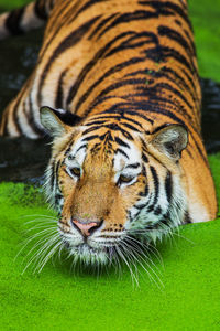 Close-up of a cat