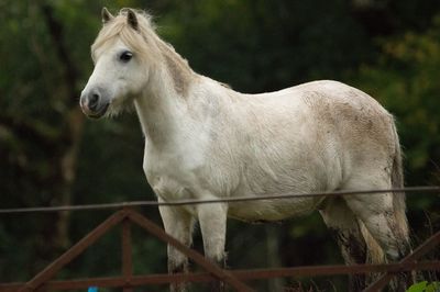 White horse standing on a land