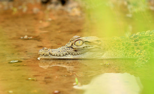 Close-up of crocodile in a lake