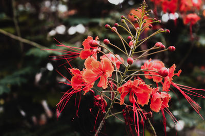 Close-up of red flowering plant