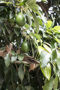 Close-up of fruits growing on tree