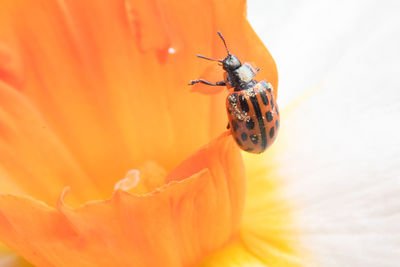 Close-up of insect on flower