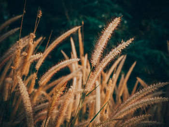 Close-up of grass on field